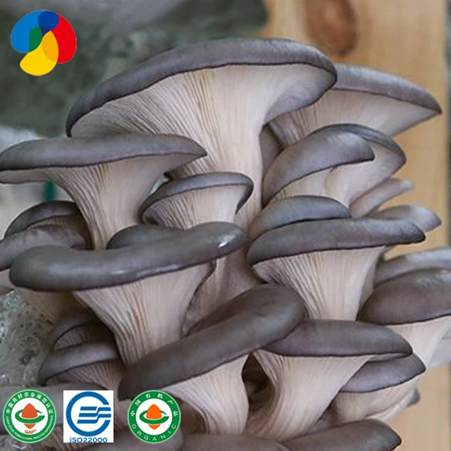 Conventional Mushroom Substrate with  Oyster mushroom seeds factory price