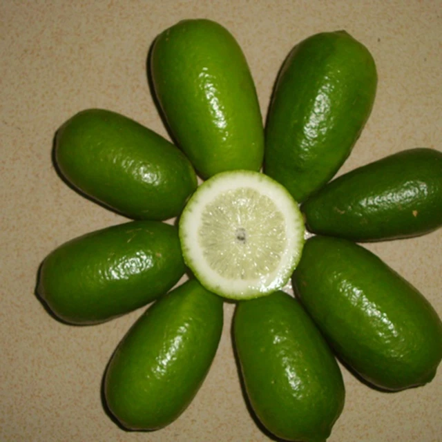 Лимонные деревья цитрусовые перфум