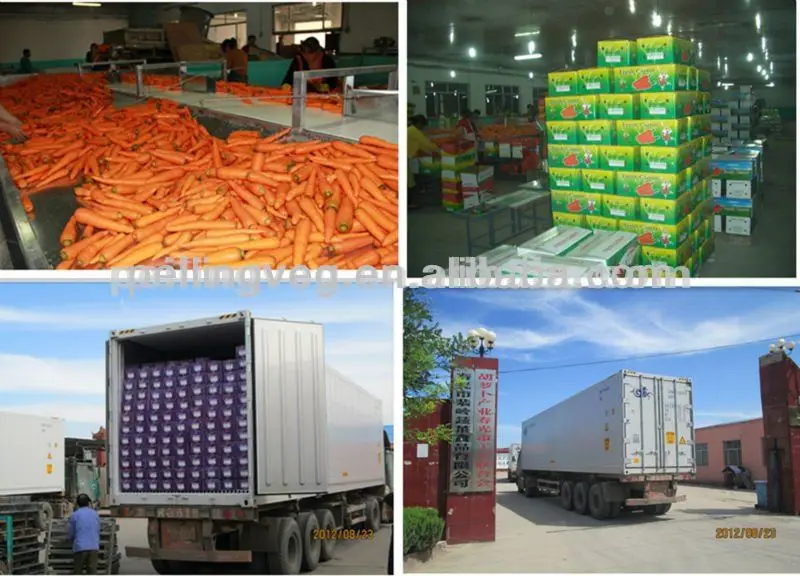 
2013 New Corp Fresh Carrot(Carton Packaging/high quality) 