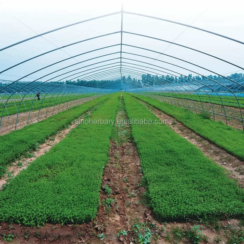 
 Новинка 2021, семена сахарных растений стевии, гибридные семена стевии для выращивания  