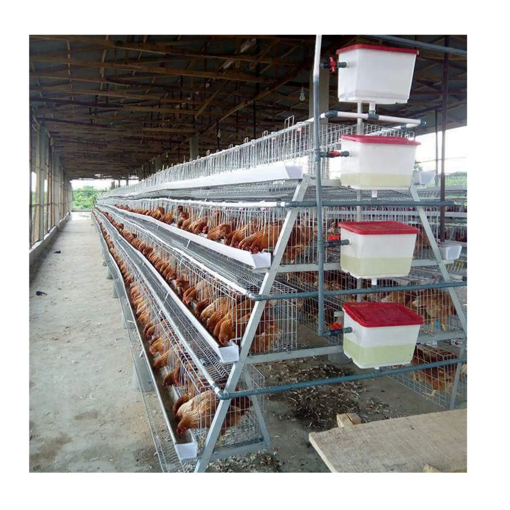 egg chicken cage system