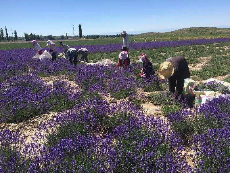 2019 best selling wholesale organic dried lavender flower for lavender neck pillow