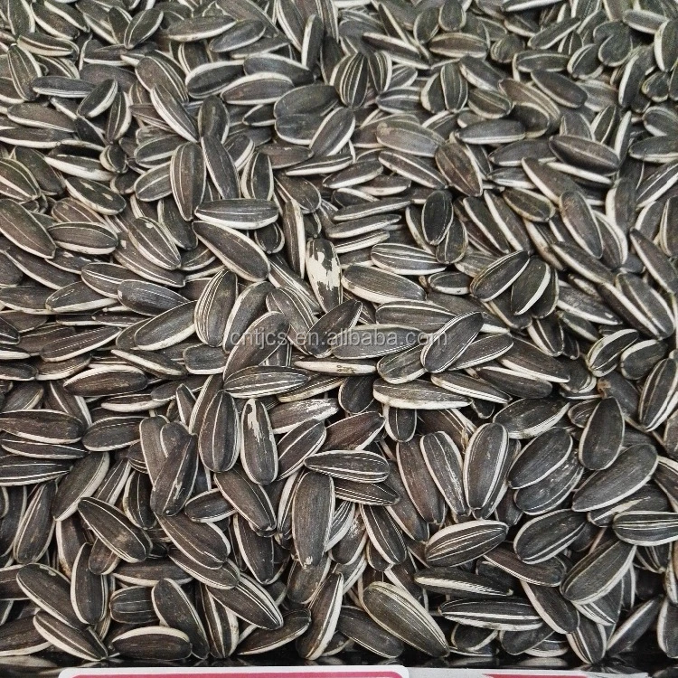 chinese high quality sunflower seeds 5009 (528441249)