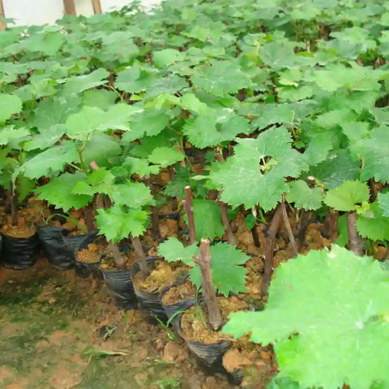 
 Различные саженцы виноградного дерева  