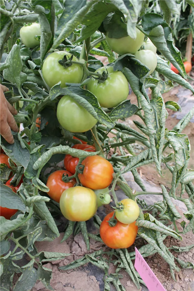 
Red vegetable hybrid israel tomato seeds 