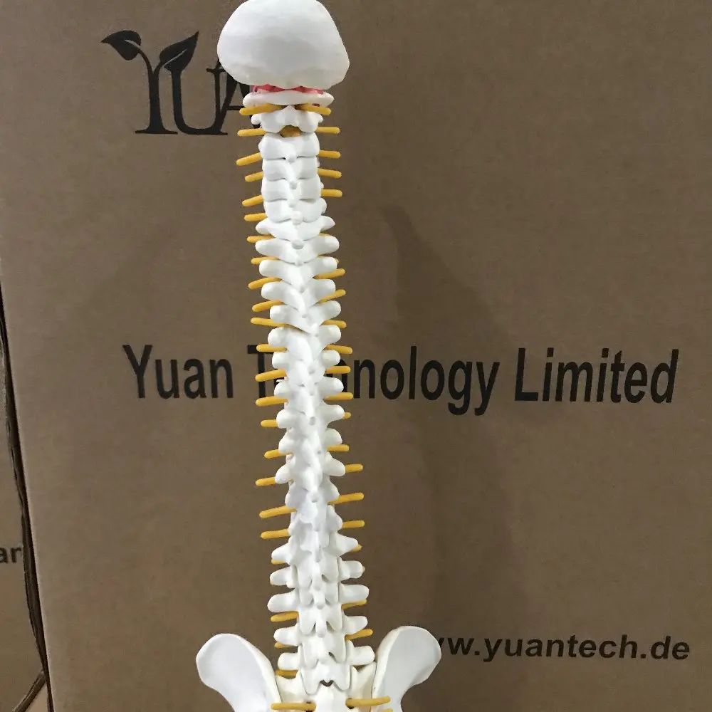 Nature Size Normal Occipital Spine Model with Pelvis and Femur Head Plastic Model