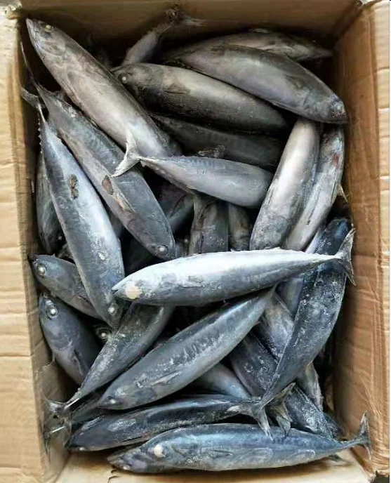 Замороженная круглая Бонито на продажу