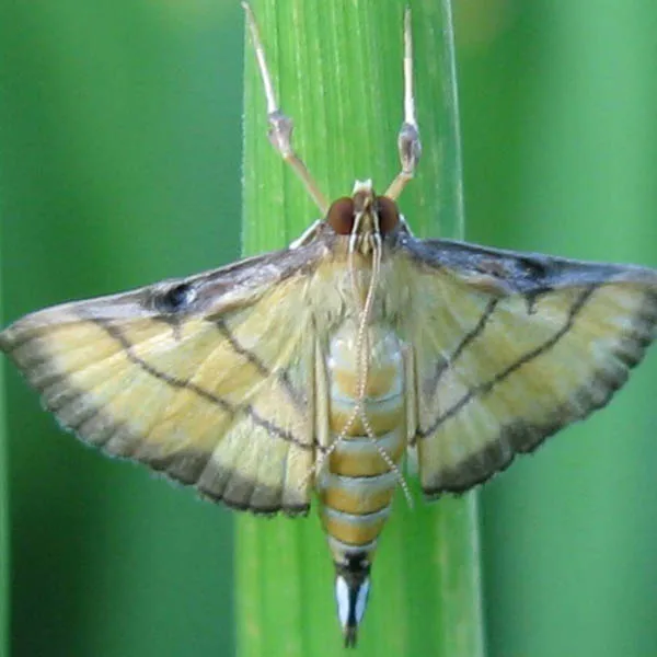 High efficient Cnaphalocrocis medinalis pheromone lure to attract rice leaf roller for rice plant protect