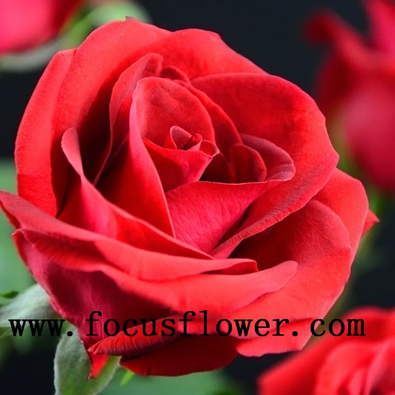 high-level wholesale high quality fresh cut rose flower ecuador carola rose from rolane/china wholesale fresh cut flowers
