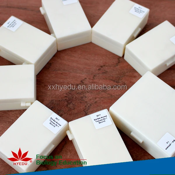 Individual Spirogyra W.M.(vegatative mass) Teaching Algae slides specimen biology microscope slide for biological lab equipment