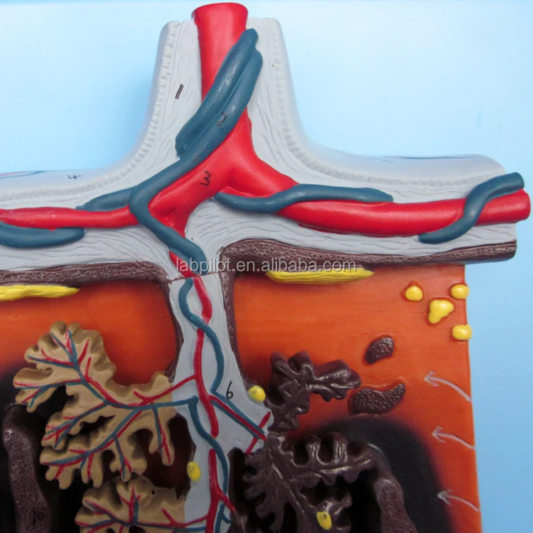 Medical Anatomy Teaching Model 3D Placenta Tissue and Umbilical Cord