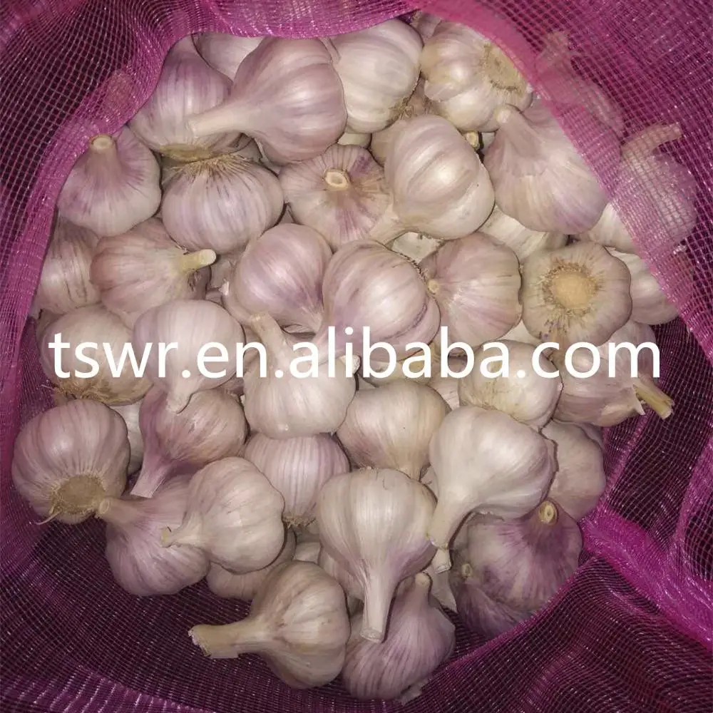 
high quality fresh gralic best price garlic white garlic 