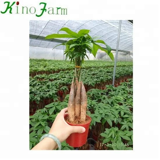 
pachira aquatica indoor house plant provision tree 