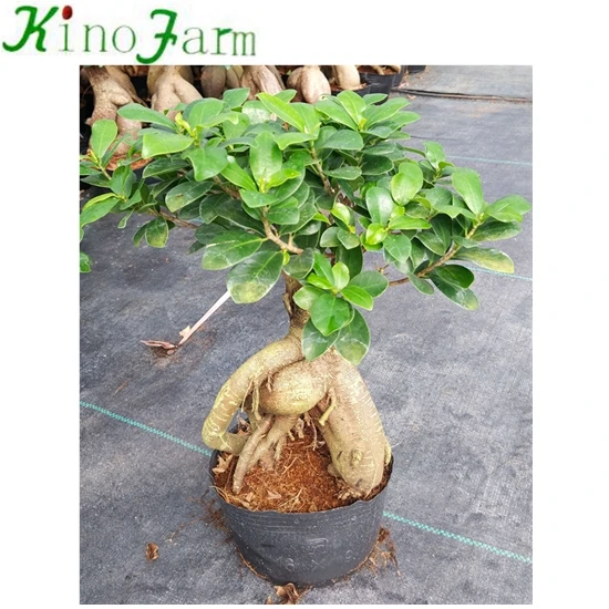 
 Ficus Microcarpa Jinseng  