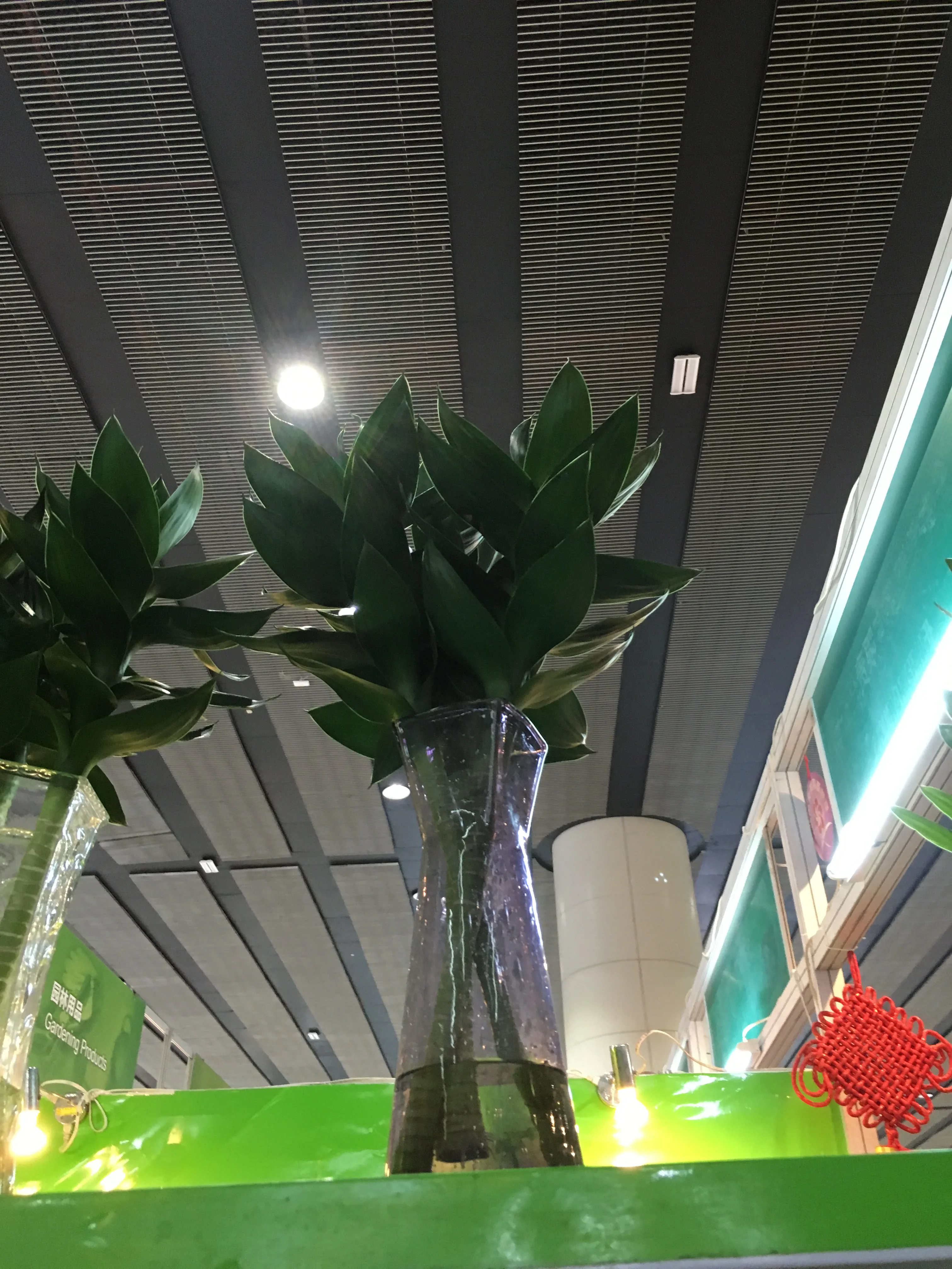 lucky bamboo live plant  plants 50cm-100cm  lotus lucky bamboo plant with leaves