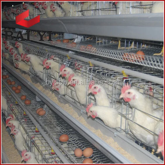 Cheap Chicken Coops Directly From Factory