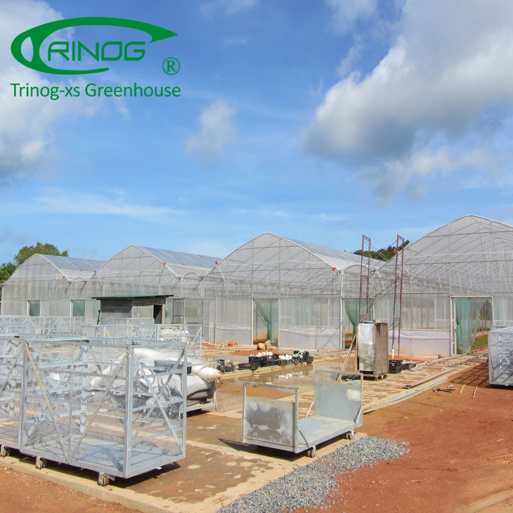 Tomato hydroponic greenhouse for agriculture farm
