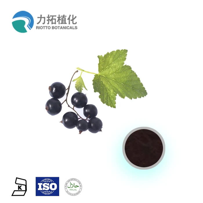 
Blackcurrant Extract 5%-25% Anthocyanins Juice Concentrate 