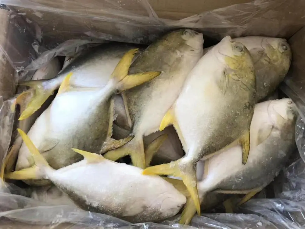 Frozen golden pomfret whole round