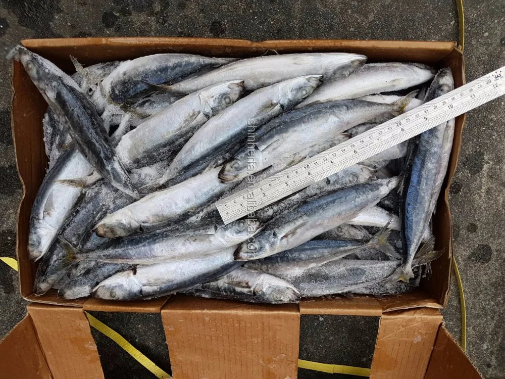 Taiwan Sea Frozen Round Scad 50/60 PCS & 100/200 gram Dcapterus Maruadsi