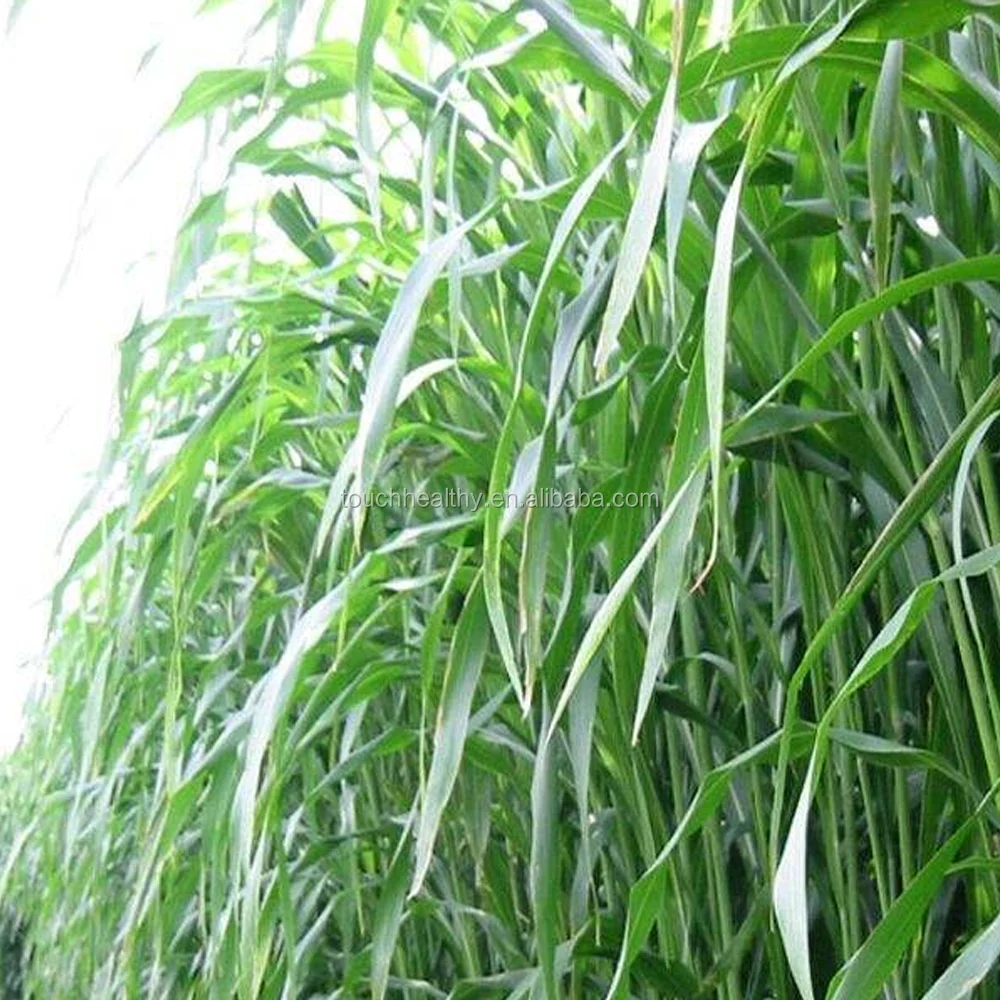 2021 контейнер для хранения семян сорго из Судана