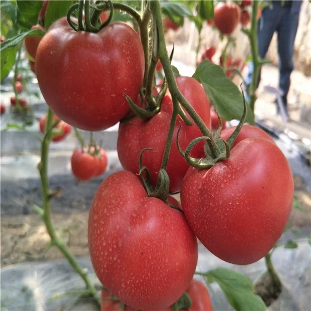 
Suntoday Indeterminate TY high yield turkey heirloom tomato seeds pink 10gr/bag 