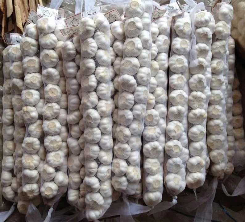 
Agriculture Products Fresh Garlic on sale China fresh garlic price 