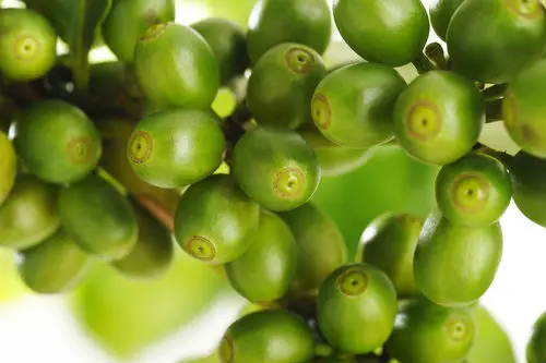 Made in USA Green Coffee 800mg GMPc Slimming Formula Green Coffee Bean Extract for Weight Loss