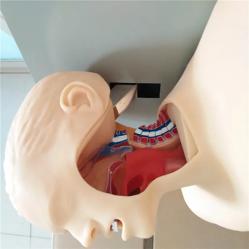 intubation with alarm device airway intubation school teaching training model manikin