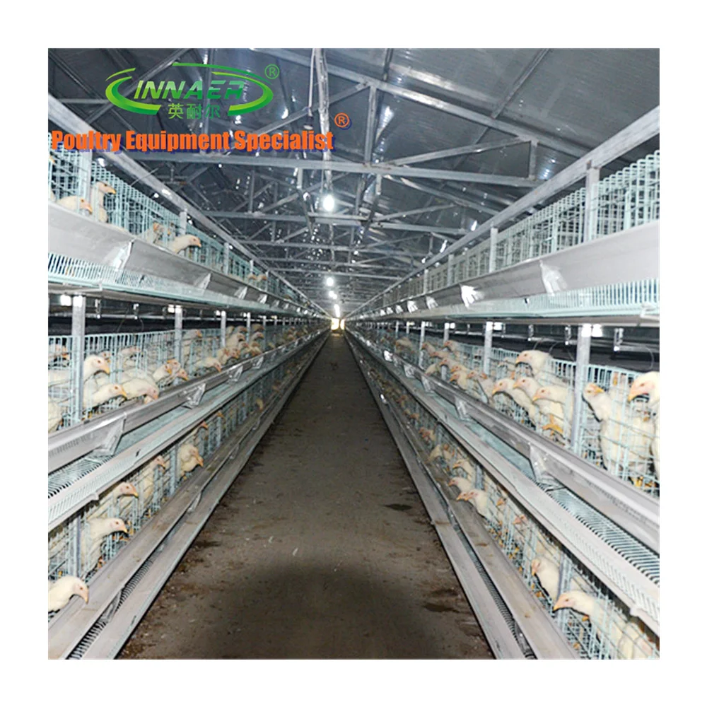 saudi arabia poultry farming chicken cage for sale