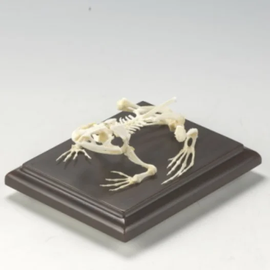 HM-BD-258 PIGEON SKELETON NATURAL BONE MODELPIGEON SKELETON MODEL ANATOMICA PIGEON SKELETON MODEL