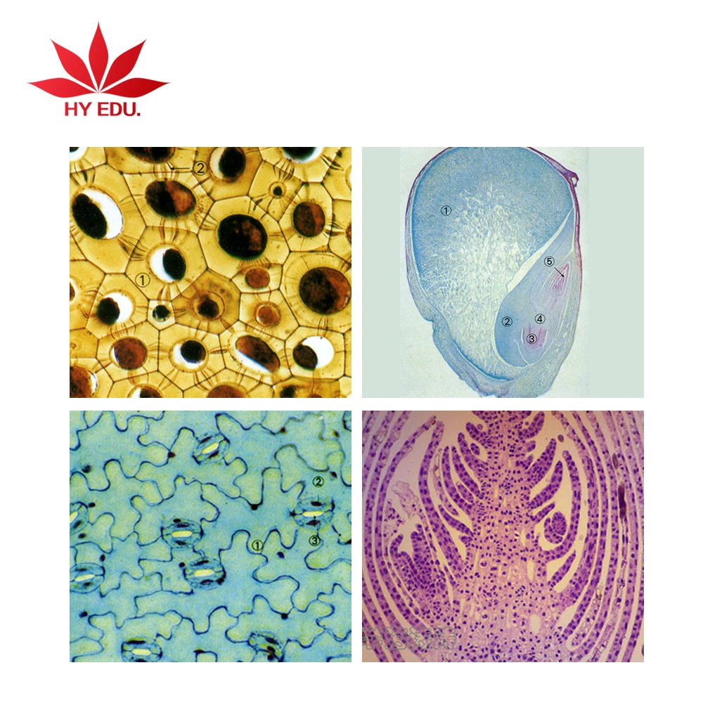 Education supplies  mixed 100 pcs botany and zoology set microscope slides specimen educational training kit