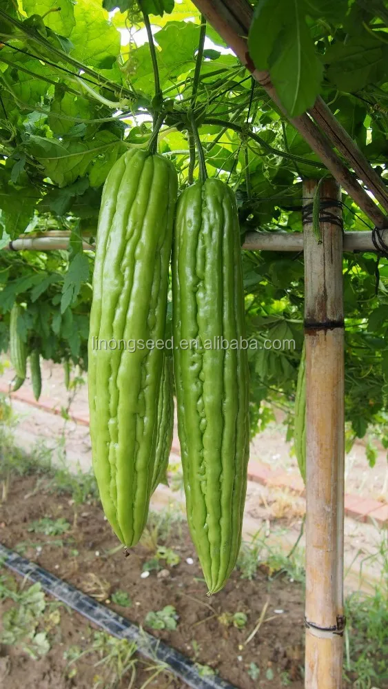 Семена высокая продуктивным хороший товар семян