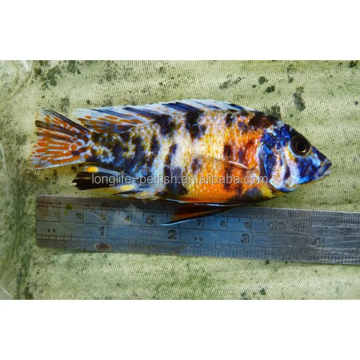 Beautiful Ob Peacock Cichlid Alive Fish In Taiwan