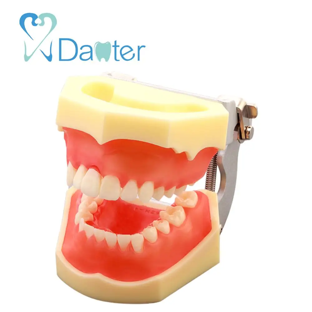 New Hot Sale Dental Periodontal Model with Removable Gingivae for Dental Practice