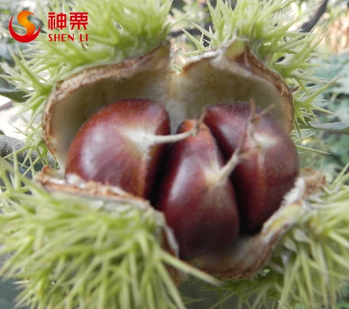 Chinese chestnuts for sale