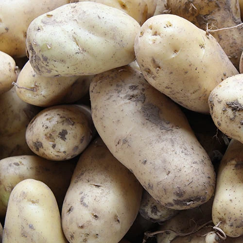 
 Высокое качество картофеля  