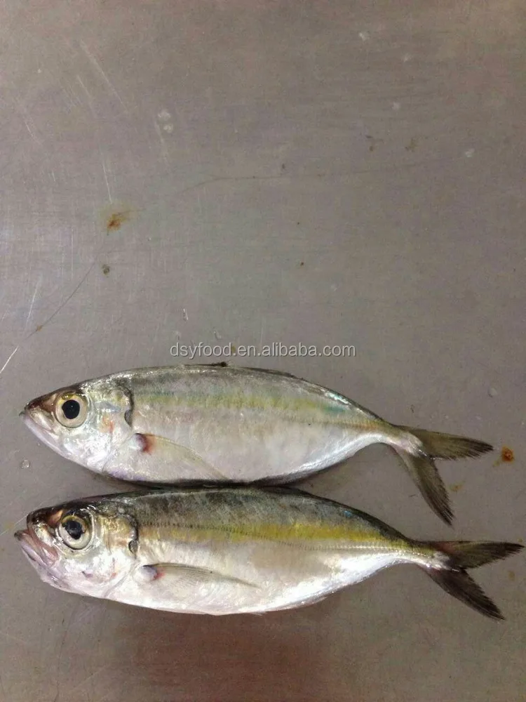 frozen yellow tail scad whole round