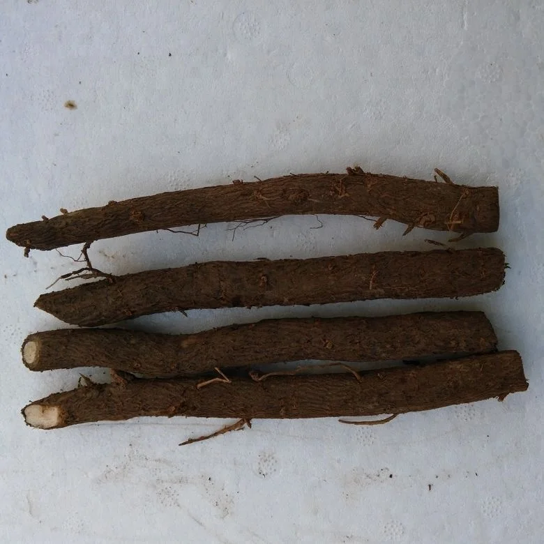 chinese high quality cold resistant fast growing paulownia tomentosa rootstock