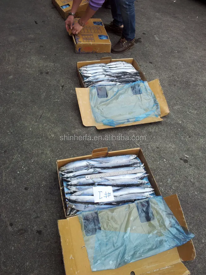 
Taiwan Frozen Pacific Saury #1 No.1 