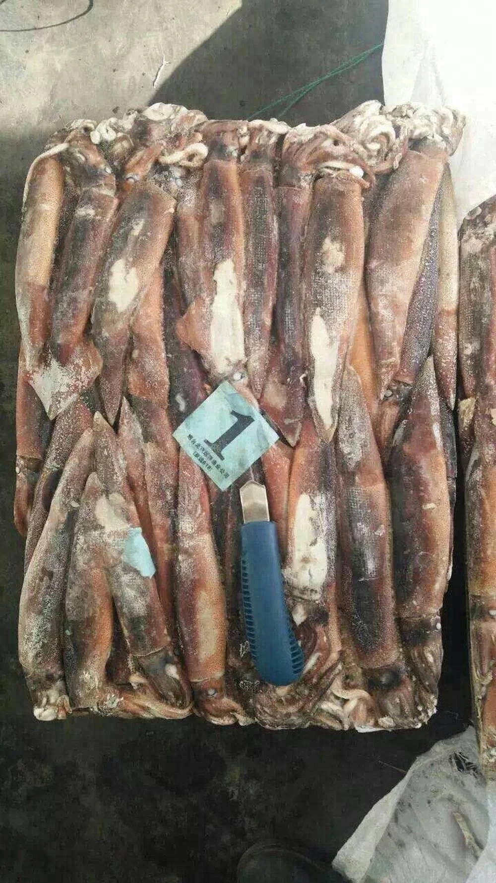 
Frozen Good Taste W/R Illex Squid argentina illex squid100-150,150-200,200-300,300-400,400-600 