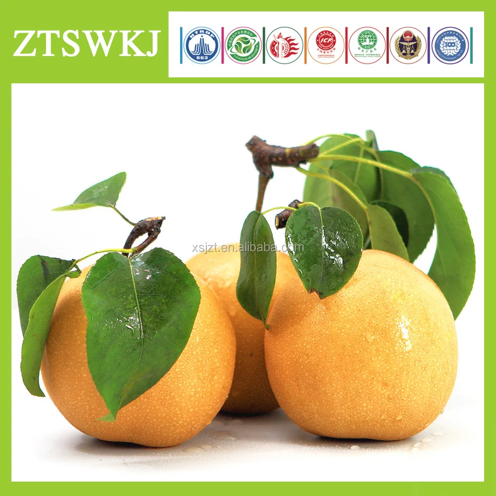 ZHOUTIAN High Production Big Yellow Pears