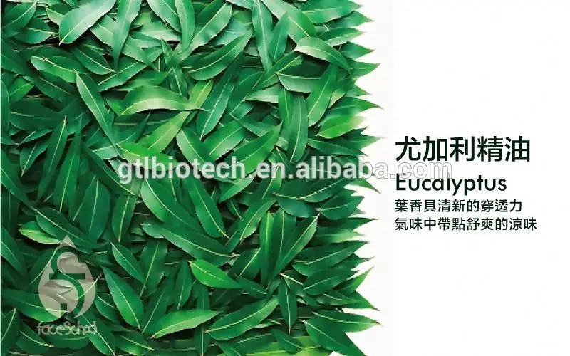 
Factory Supply Eucalyptus Globulus Hydrosol Floral Water in Cosmetic Grade 