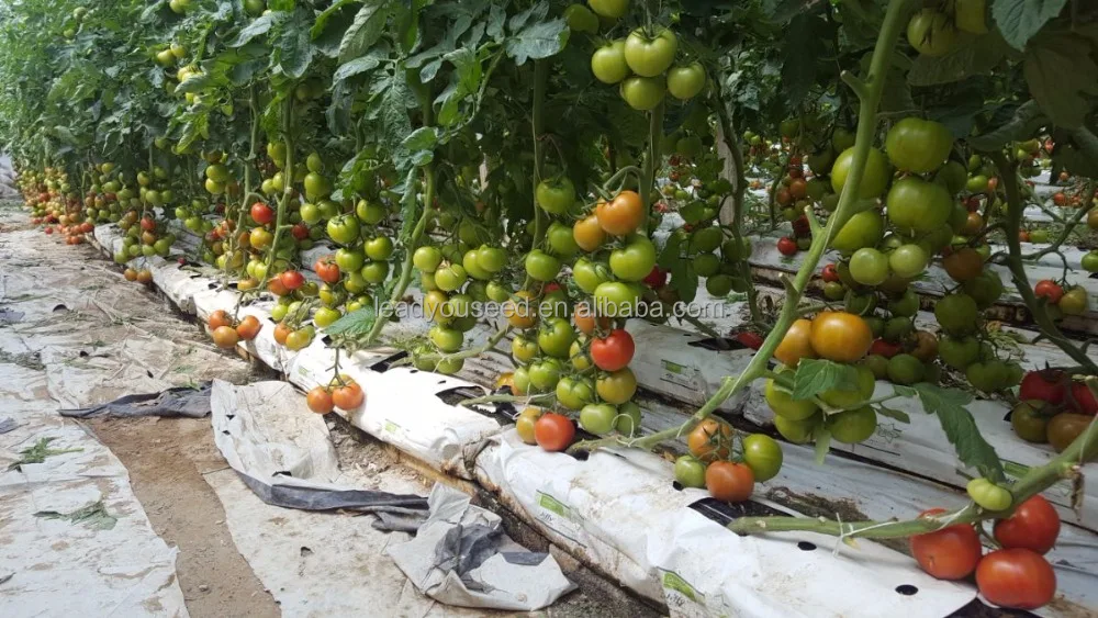 T09 Jida stronger TYLCV resistant ability hybrid tomato seeds for sale