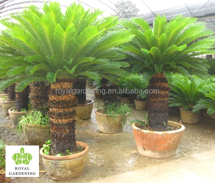 
Cycas revoluta multi branches 