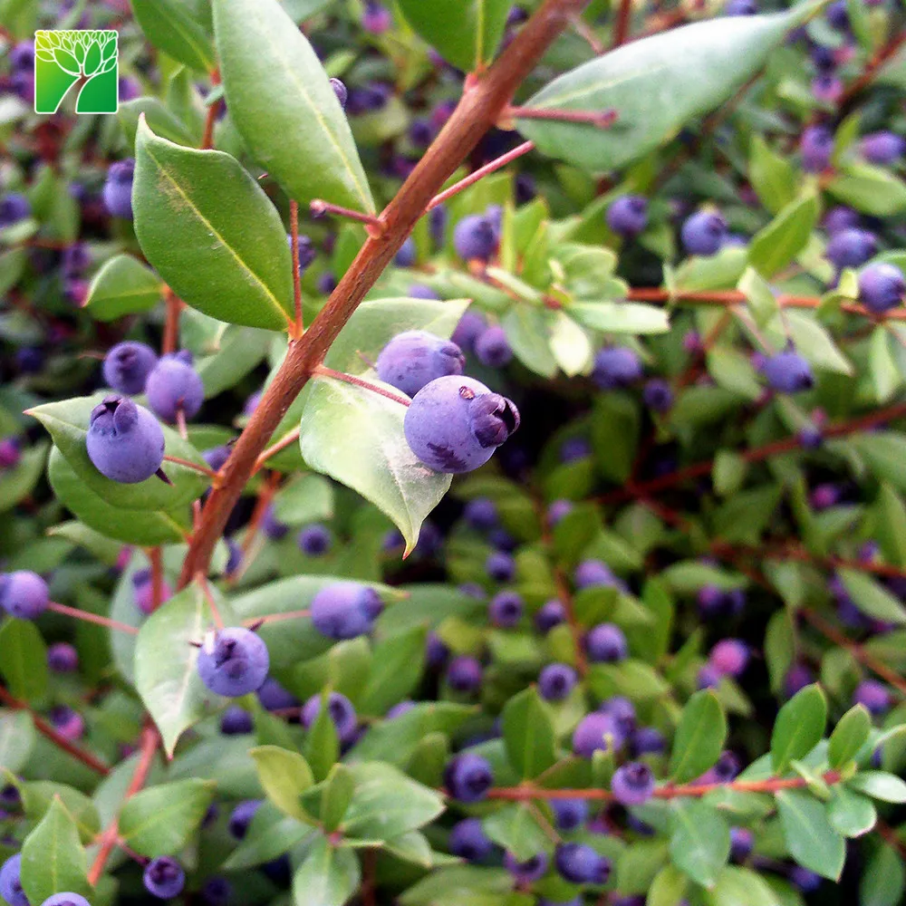 
Wholesale 2.5-5m max height rounded shrub plant shape Myrtus communis Common myrtle 