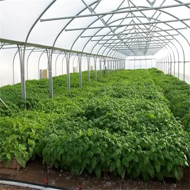 Agriculture plastic large multi span greenhouse for sale