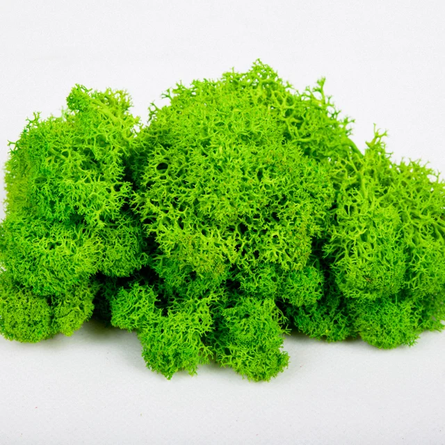wholesale  everlasting raw material  dried stabilized preserved moss from china
