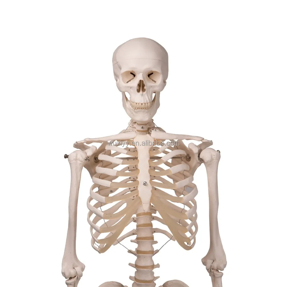 180cm Human Structure skeleton model manufacturer