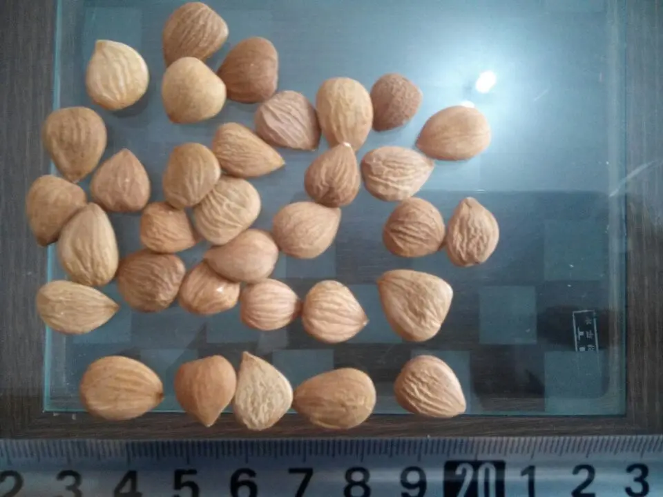 
Bulk Organic Raw Apricot Kernels Without Shell 